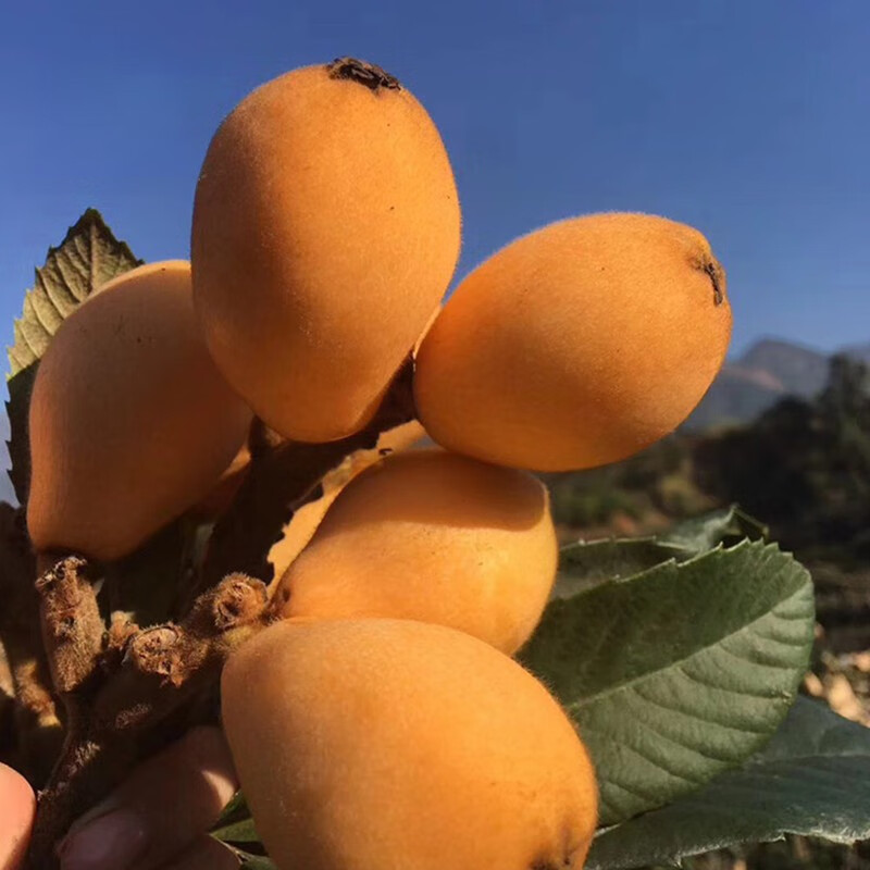 �������� �޽������������Ե����Ϸ������ʺ����ֵ��������˹����� ���� 4��׳�硾��������