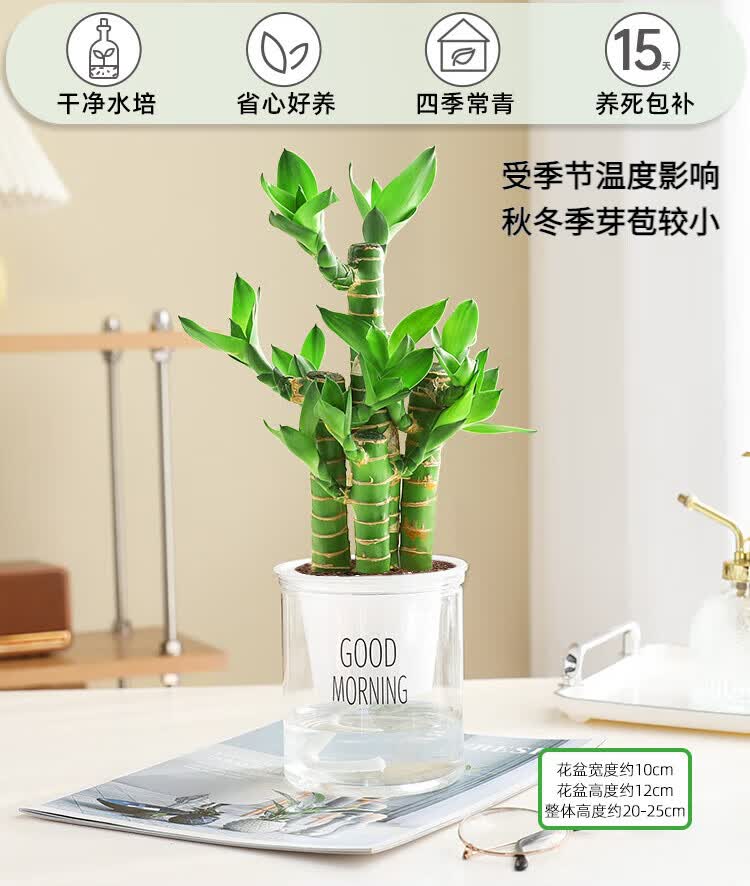 绿有意步步高观音竹富贵荷花竹水养土培盆栽室内桌摆植物吸甲醛水培植物 步步高富贵竹(灰色叠叠吸水盆)+招财卡 含盆