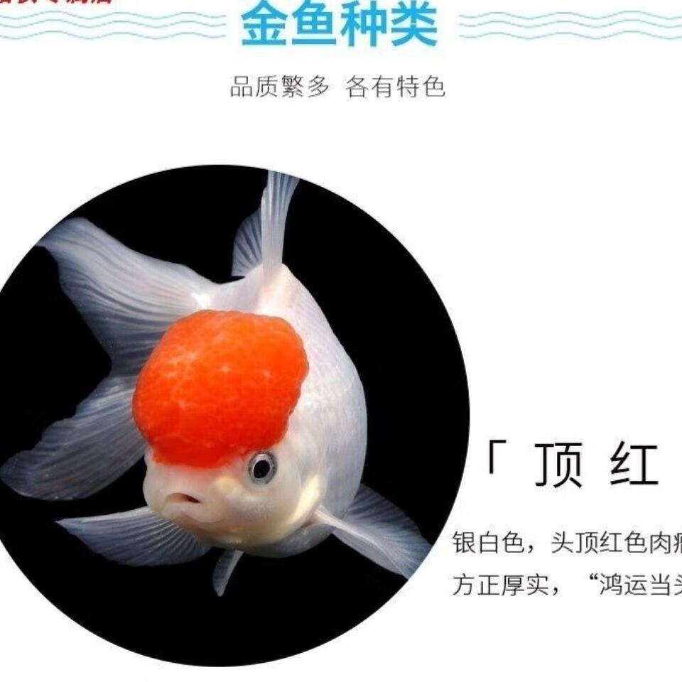 墨一金鱼活体冷水鱼观赏鱼淡水鱼 小金鱼 需要氧 3-5cm金鱼混搭5条