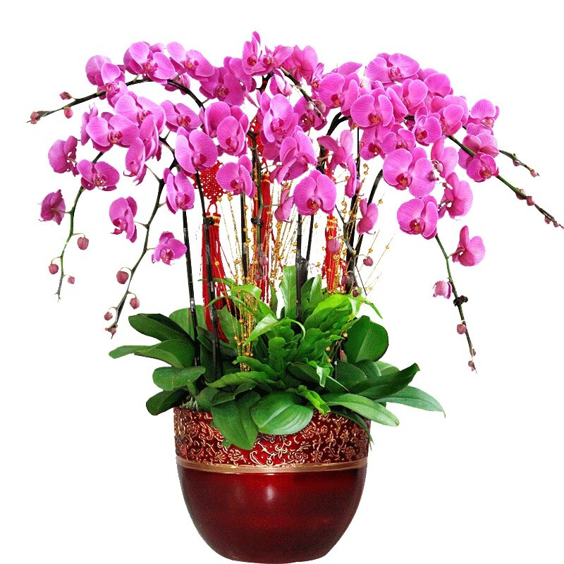 花询 花苗植物室内蝴蝶兰花花卉绿植盆景当年开花精品大花 蝴蝶兰花苗