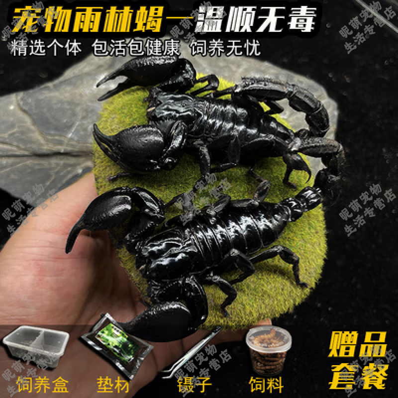 SMVP ����Ы ��Ы�ӻ��� 6-8cm ������ �����ײ� ����    33Ԫ