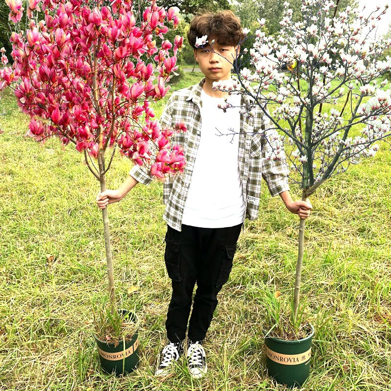 玉兰树苗庭院绿化紫玉兰白玉兰黄玉兰红玉兰四季种植开花植物易成活树