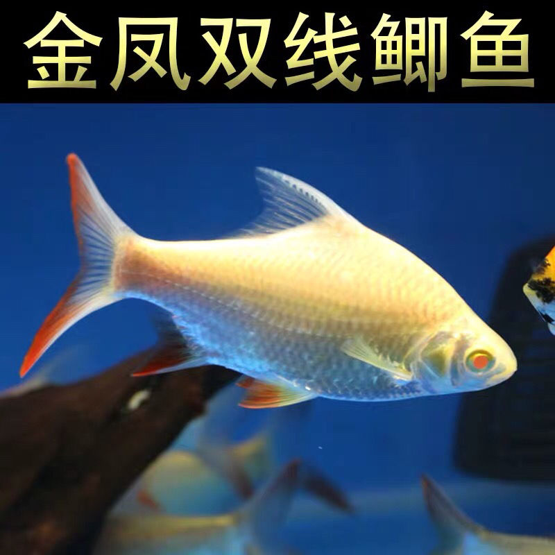 金元宝银飞凤双线侧黄金鲫热带观赏鱼大型宠物鱼银龙鱼活体 金凤11