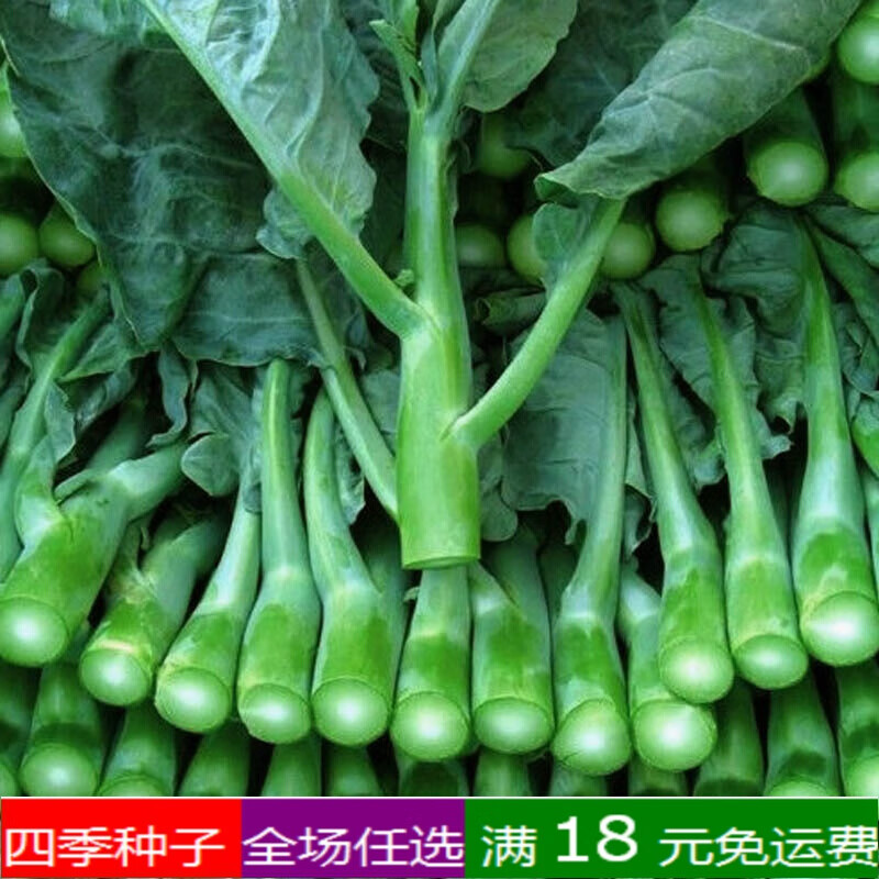以琛甜菜心种子红菜苔白菜心柳叶菜心增城迟菜心芥蓝春秋盆栽菜籽