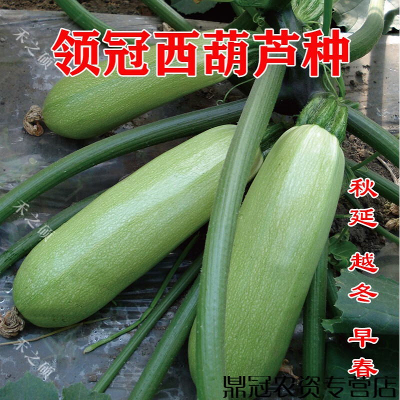 菜友领冠西葫芦种子 荷兰进口角瓜种籽 抗病毒油绿高产耐寒抗病 领冠