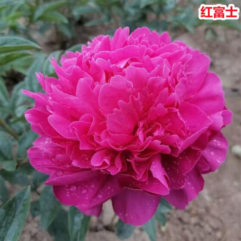 牡丹花苗四季易种芍药树苗室内盆栽室外庭院耐寒开花易活植物 红富士