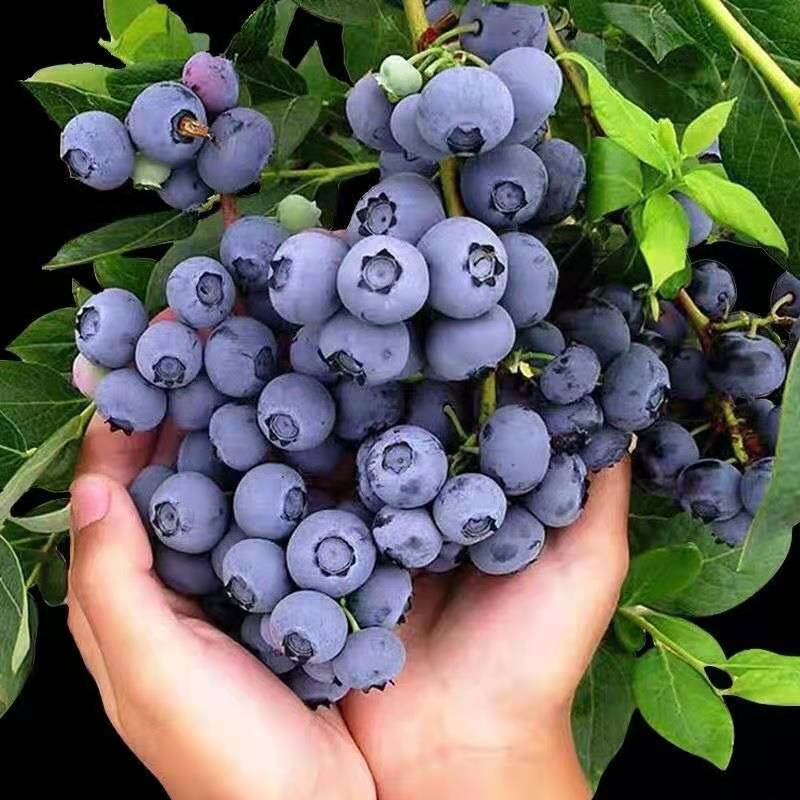 南北方种植 果树苗 蓝莓树 果苗 蓝莓一号【全国适应】 二年苗小苗