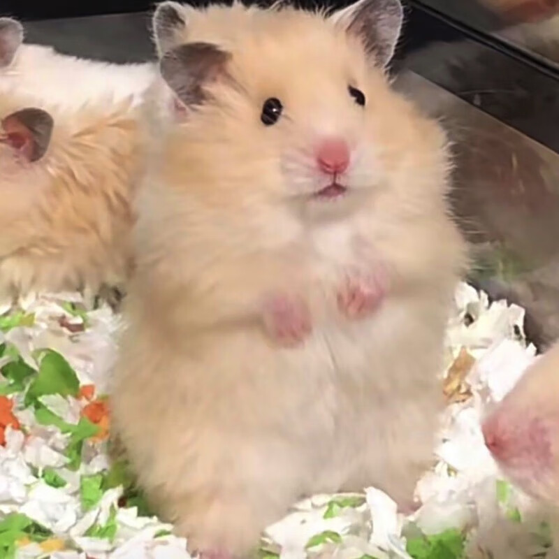 【家养】长毛金丝熊仓鼠活体温顺易上手适合宿舍家庭饲养的小动物