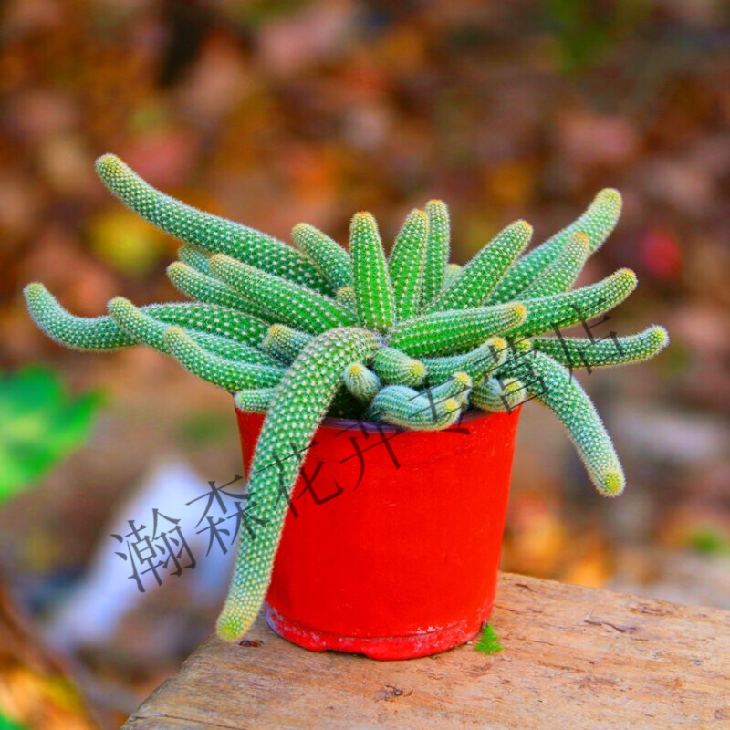 仙人指盆栽垂吊开花多肉植物花卉室内室外常青花 毛毛虫(白檀)一盆