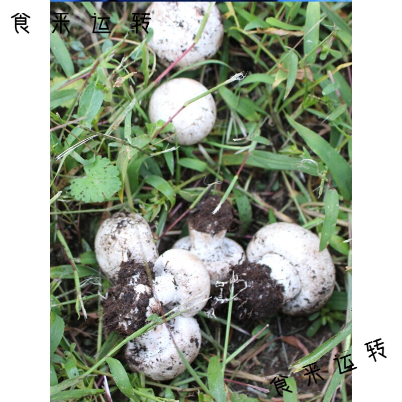 梦信白口蘑张家口特产干货沽源口蘑干内蒙古塞上囗蘑 古塞上囗蘑