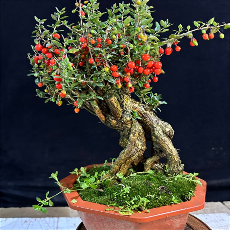 农民老史枸杞树树桩盆景老桩微型枸杞盆栽苗室内观赏植物当年结果 15