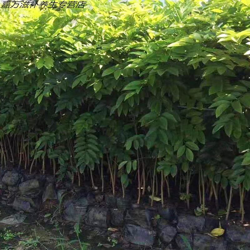 【海南发--货】正宗海南黄花树树苗大苗小苗降香黄檀木苗名贵树木苗