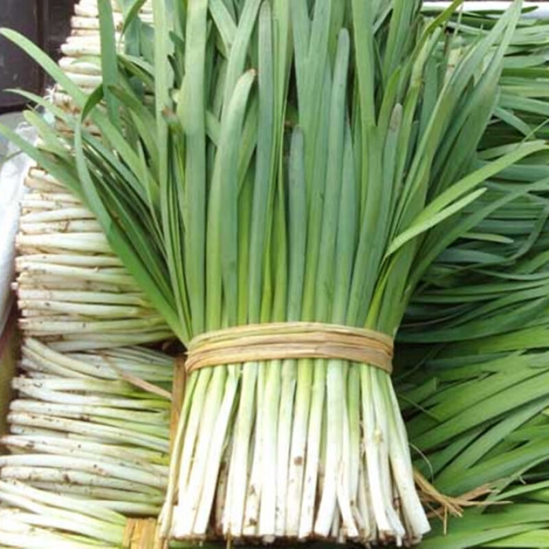 播种心情 白根韭菜种子阳台蔬菜种子菜籽庭院种子阳台种子室内种子 白