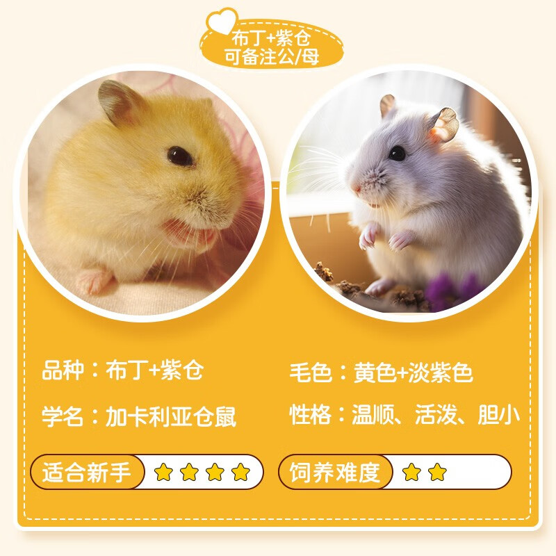活体已打疫苗宠物金丝熊一对情侣活物小仓鼠幼崽配仓鼠笼子 布丁 紫仓