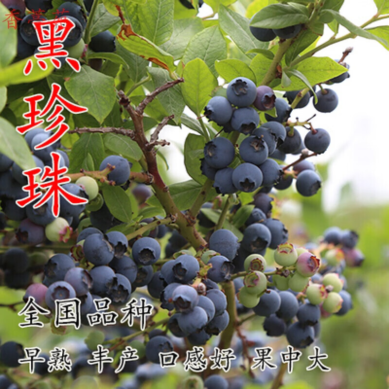 香葶苑  黑珍珠蓝莓树苗室内阳台盆栽南方北方庭院地栽当年结果蓝莓苗