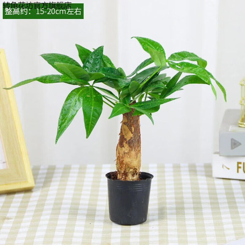 花卉好水养的绿植红掌桌面室内外四季可养植物盆栽 发财树(简易盆)k