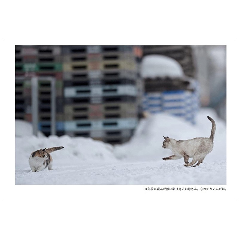 【现货】雪国的猫：猫与人类的四季 寺本成贵摄影作品集 ゆきぐにのねこ ~猫と人々の四季~ 日文原版进口图书摄影写真善本图书截图