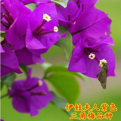 醉花春三角梅盆栽花卉爬藤植物阳台庭院老桩多色重瓣花 紫色4年苗 不