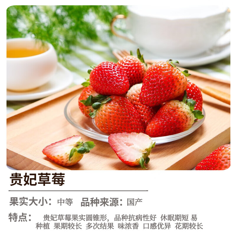草莓苗盆栽带盆带土桃熏天使红颜四季结果南方阳台露天种植苗 贵妃2盆