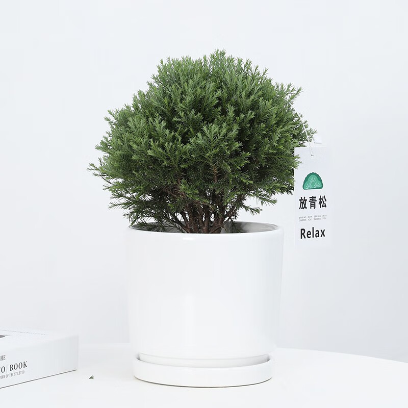 放青松雾凇创意小盆栽绿植室内办公室桌面植物 含白圆瓷盆