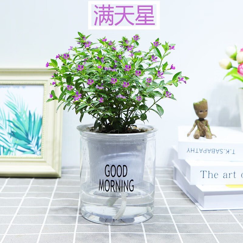 缤贤满天星室内花卉盆栽客厅办公桌绿植四季常青花苞不断观叶观花绿植