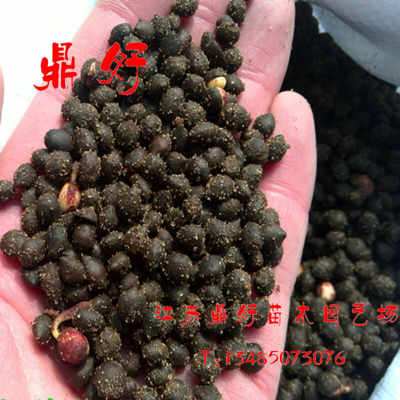 沙藏红豆杉种子盆栽南方东北红豆杉风景树苗树种盆景曼地亚红豆杉种子