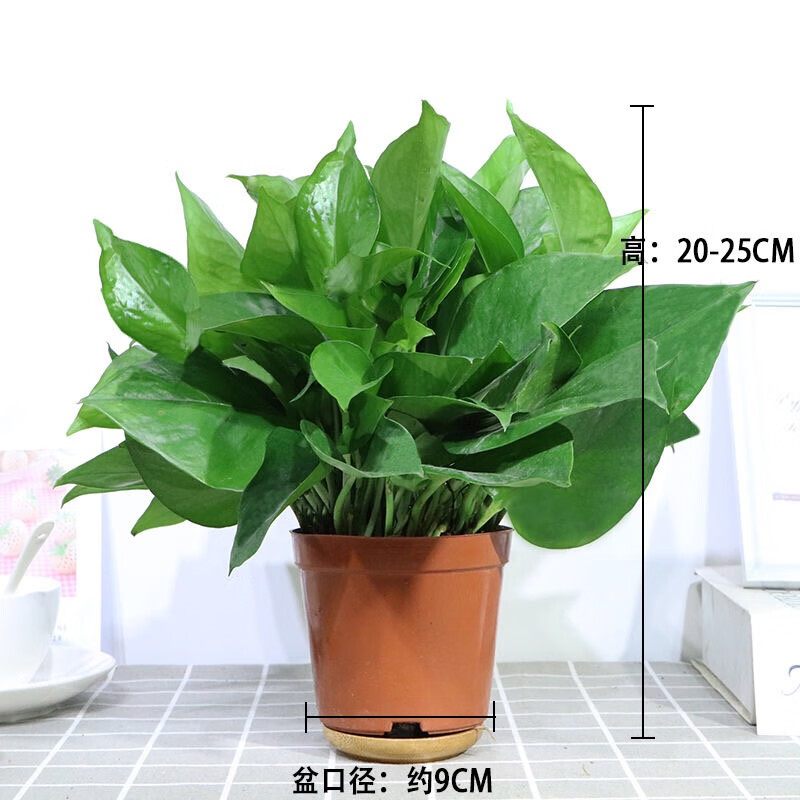 Сԩ�Ҵ����մ���ˮ�������������ܵ����������Ұ칫�ҹ۾���Լ���� 110#����ԭ�� �����Ժ� 20.92Ԫ��4��(��5.23Ԫ/��)