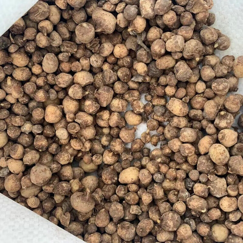 谏仰半夏种子中药材半夏小叶旱半夏种球生旱半夏种球药草天南星种子