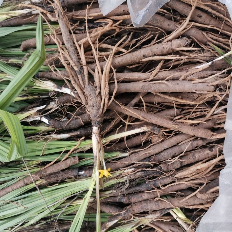 药仙茅250g独脚仙茅先茅独矛高原农家地产 250鲜货