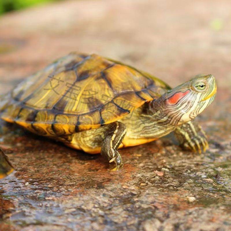 宝诺滋巴西龟活体宠物龟外塘红耳龟观赏乌龟儿童迷你小宠物活物龟