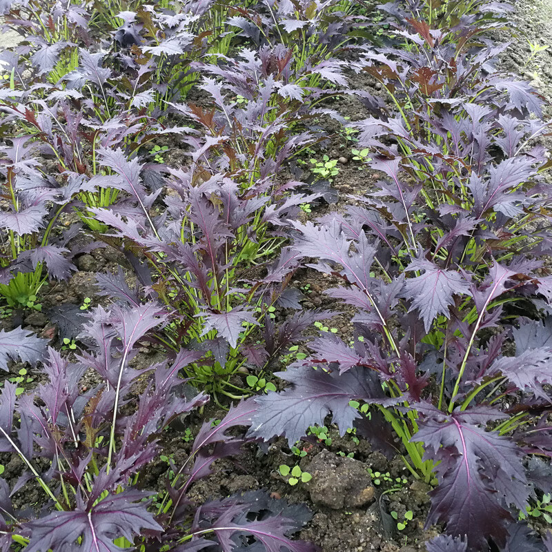 京水菜种子紫水晶菜种籽香味浓郁季四季秋冬天可以种健康蔬菜青菜 绿