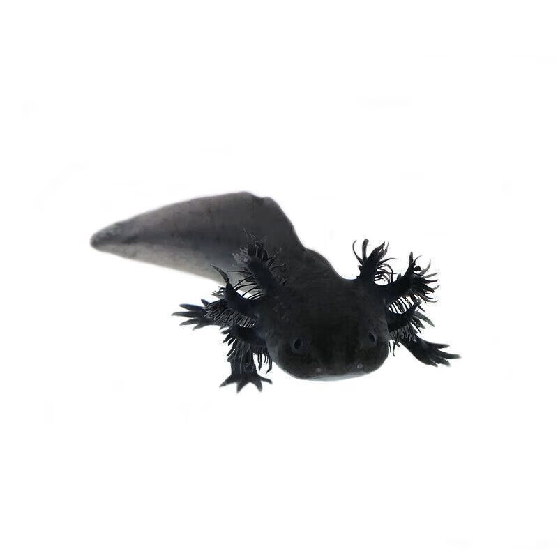 墨之瑶六角恐龙鱼冷水鱼活体宠物鱼霸王蝾螈淡水金 精品粉白龙8-12