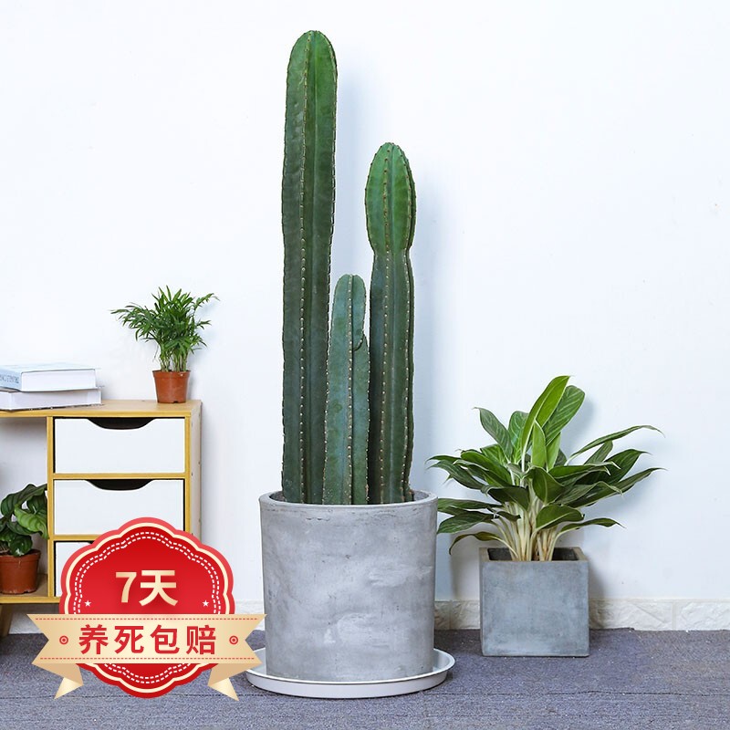 大型盆栽仙人掌龙凤柱霸王鞭室内客厅摆设北欧植物 高低三株80-100-1