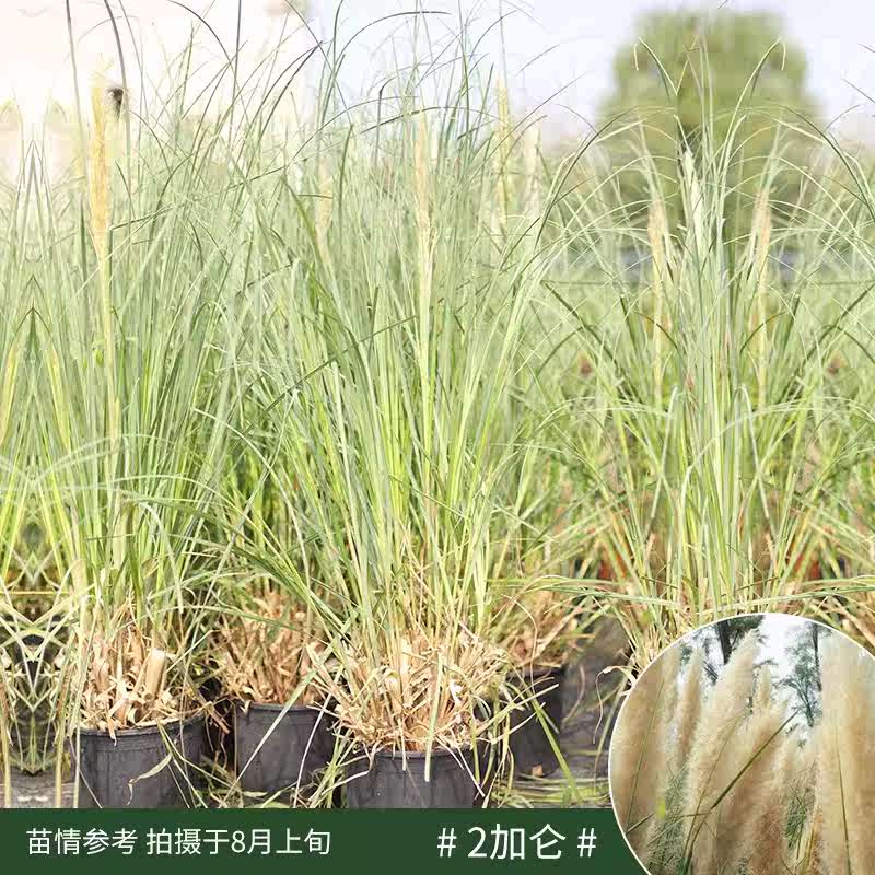 颜集卉正宗矮蒲苇盆栽庭院阳台多年生观赏草四季常绿芦苇花镜种植 2