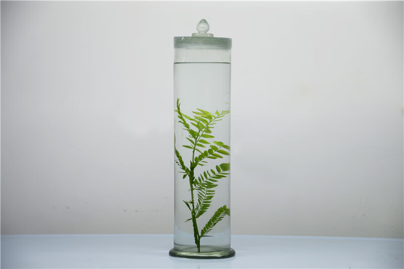 勋狸粑植物中药中草药浸制标本厂家定制保色浸泡玻璃瓶装教学展览展示