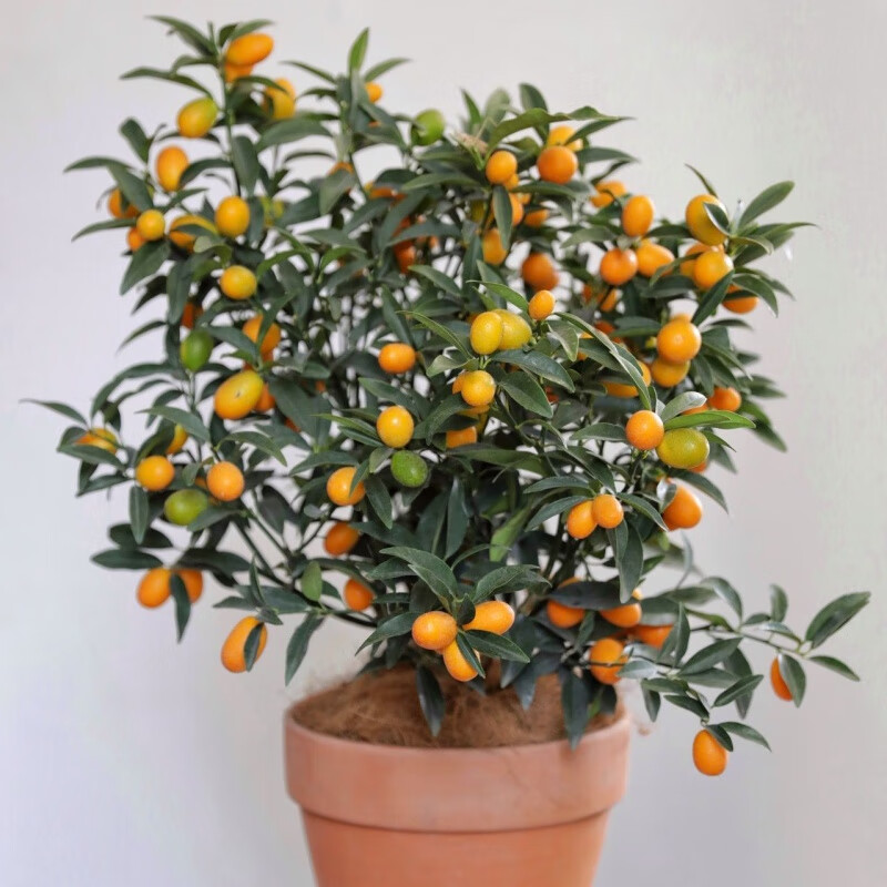 金桔盆栽四季带果可食用可观赏南北方庭院阳台带果带土发货 脆皮金桔