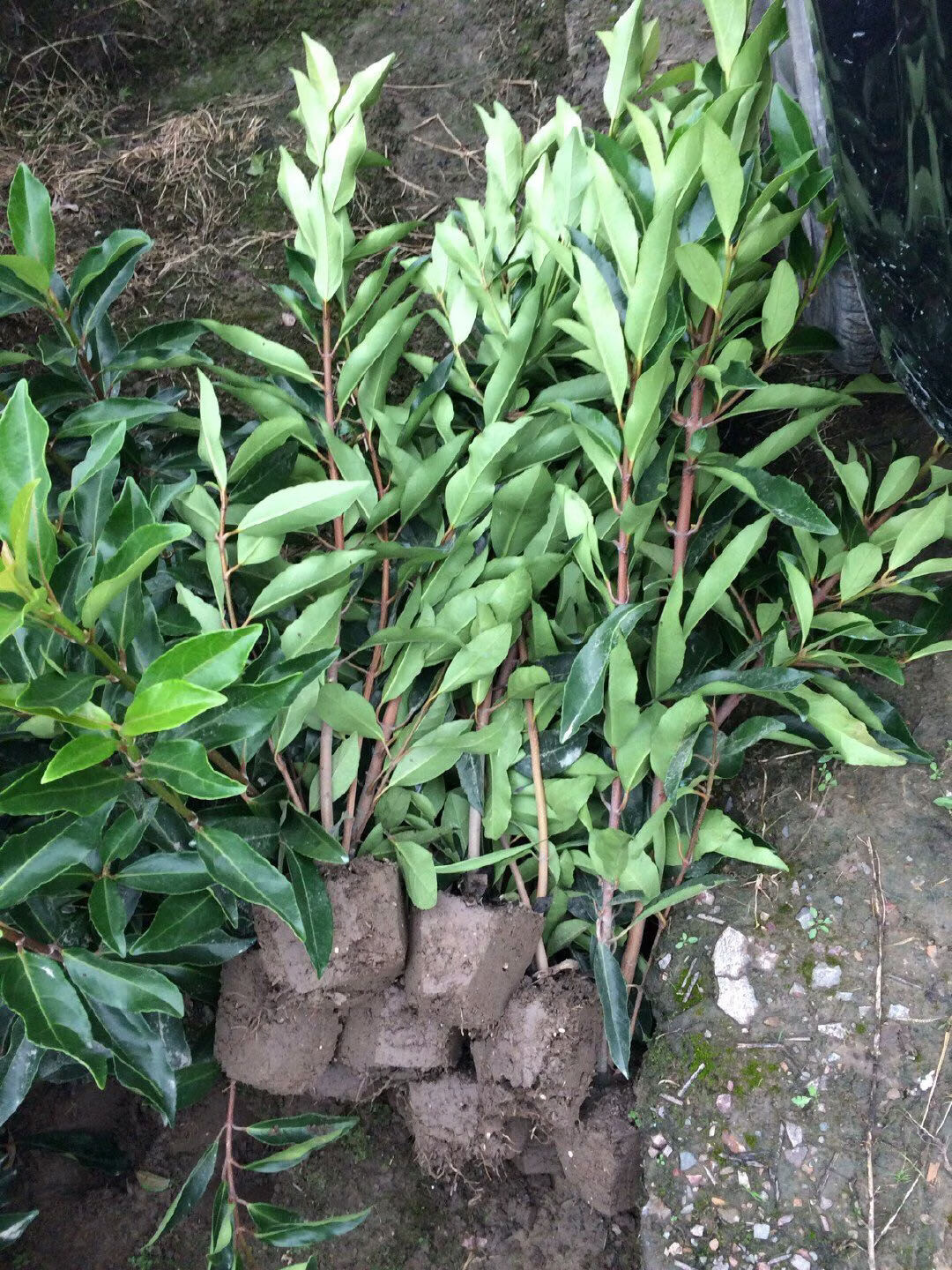 大叶冬青苗树苗北海道黄杨法国冬青树苗冬青苗树四季常青篱笆 法国