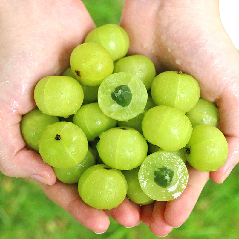 舅甜果蔬广东潮汕油甘果【现摘现发】新鲜时令水果当季余甘牛甘果油柑