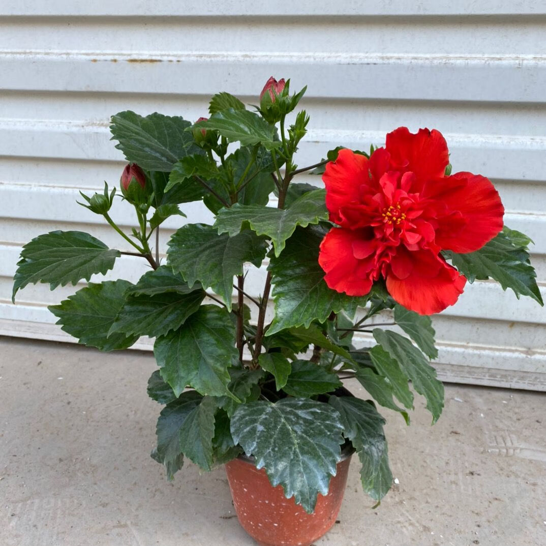 百婉集 丹麦木槿开花带花苞木槿办公室客厅阳台重瓣花卉盆栽扶桑牡丹