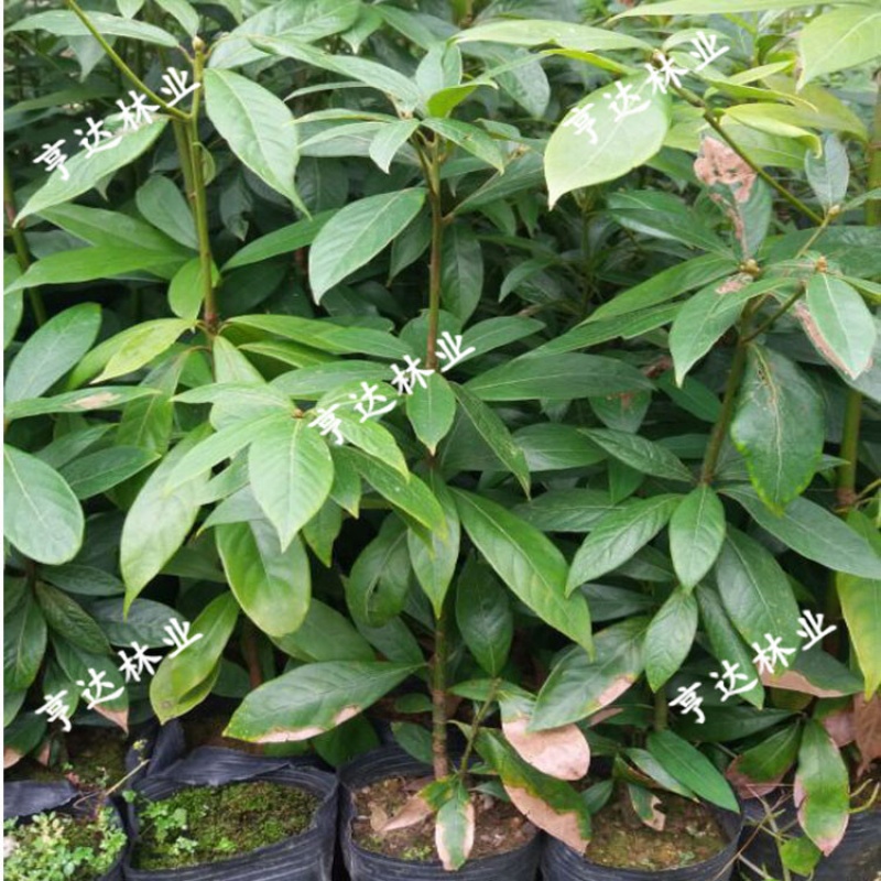 珍稀名贵苗木 金丝楠木树苗 小叶桢楠苗雅楠名贵树种带叶带土 20cm高