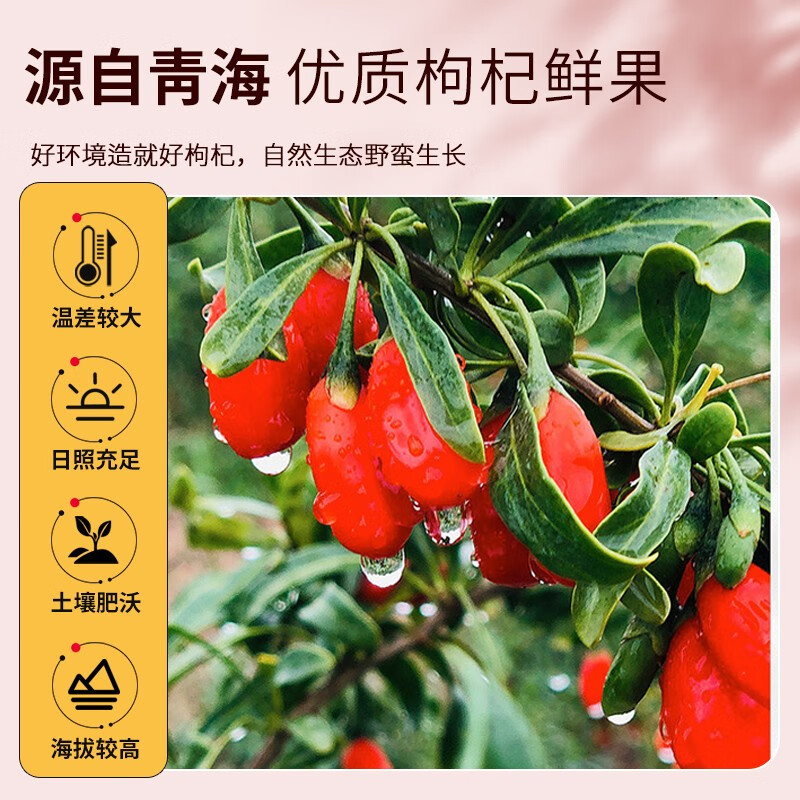 青海伊禧堂优选高海拔小果沙棘原浆礼盒装300ml（30ml*10） 正宗鲜榨沙棘汁满满VC送礼送长辈 【早红】红枸杞原浆900ml（3盒装）