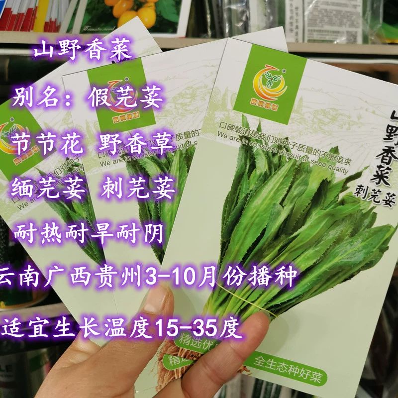 节节花野香草假香菜缅芫荽云南野菜种子三季播 d山野香菜1000粒x1包