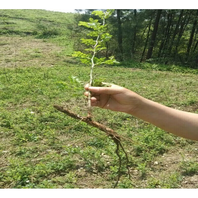 保湿现挖现发 耐寒绿篱花卉sm 绿 绿色 三棵苗试种