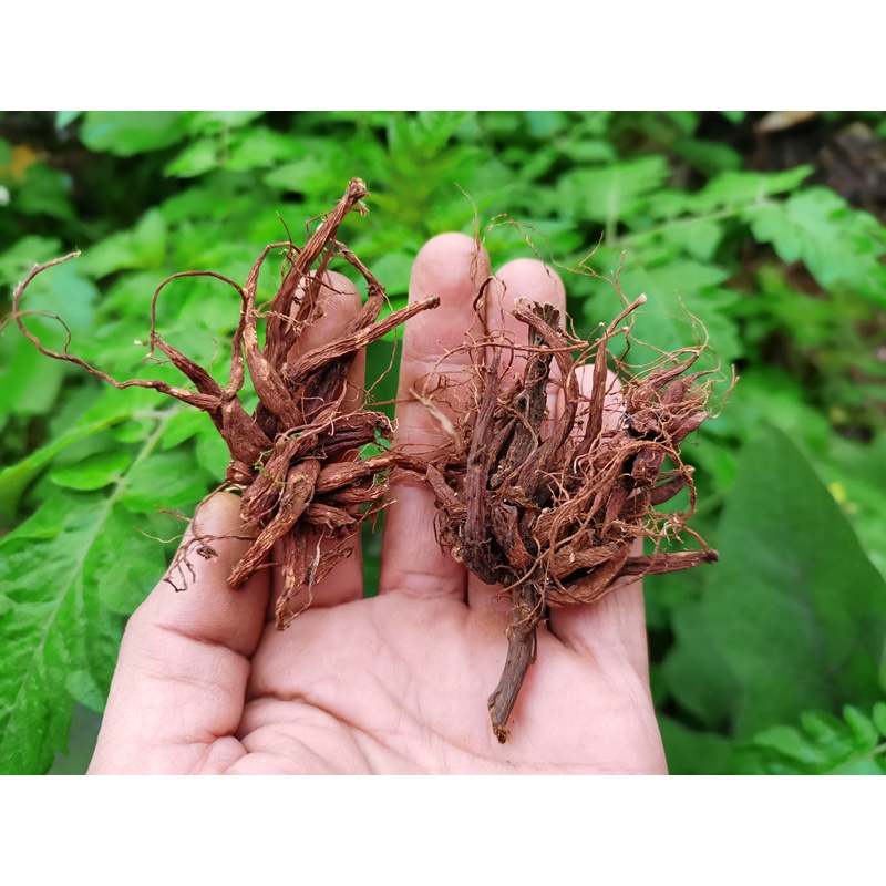 贵州农产品草药红活麻根 中药材红禾麻红火麻小红麻纯根干货500克