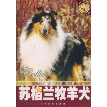 苏格兰牧羊犬【放心选购】