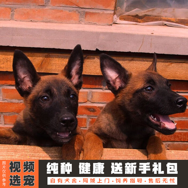 伊宠纯种马犬幼崽纯血统幼犬宠物狗狗活体小狗活物护卫犬 宠物级 公