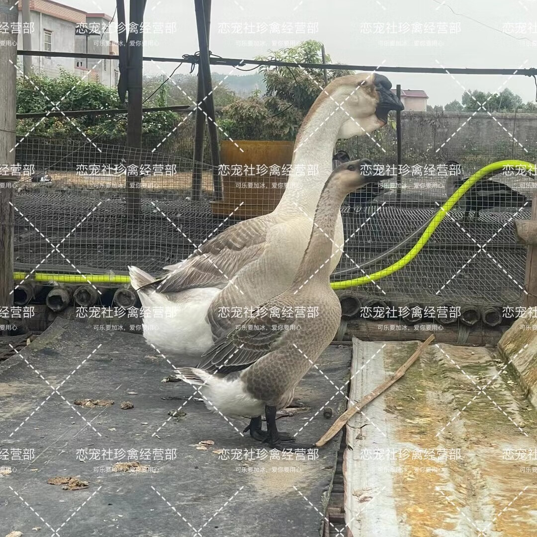 正宗特大种狮头鹅活苗汕头特大型狮子头鹅灰狮头鹅苗顺丰 电子饲养