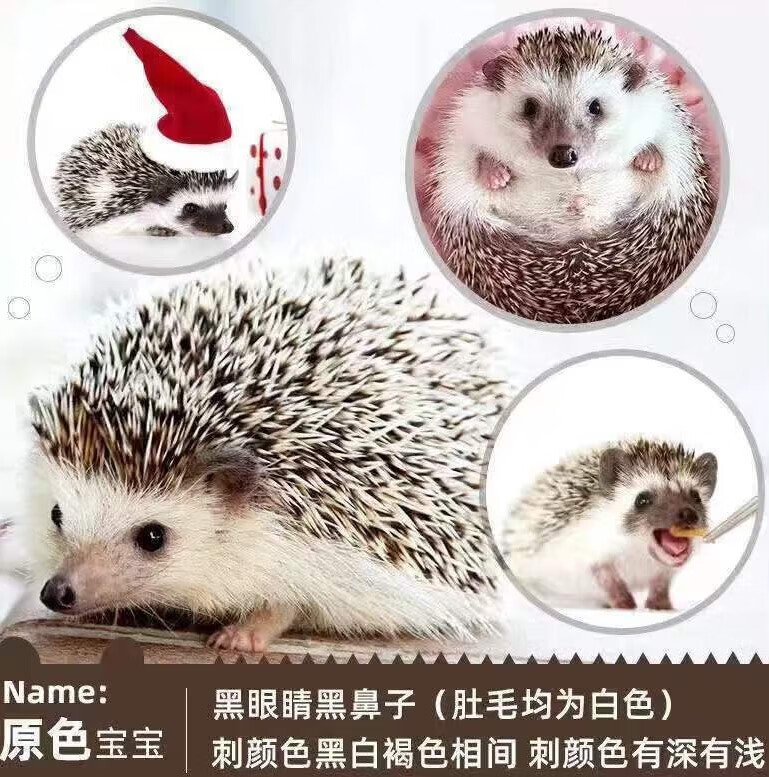 采缇非洲迷你小刺猬活物幼崽小宠物已打疫苗宝宝家养宠物包活小刺猬 疫苗原始公使用感如何?