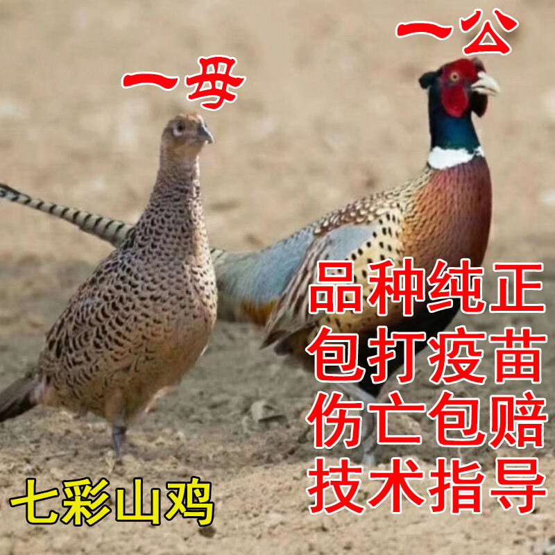 一斤山鸡苗公母一对家养正宗纯种七彩野鸡成年产蛋活体活苗散养 半斤
