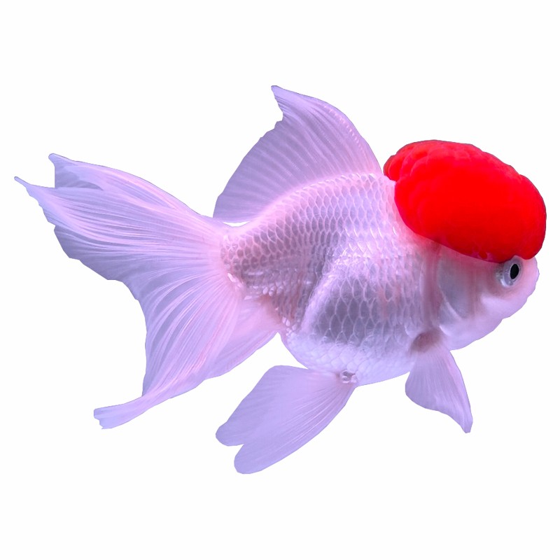 aipharow精品丹顶红 鹤顶红金鱼活体观赏鱼活体 冷水鱼 鸿运当头 招财